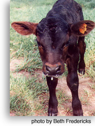 calf